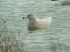Glaucous Gull at Wat Tyler Country Park (Steve Arlow) (59829 bytes) Glaucous Gull at Wat Tyler Country Park (Steve Arlow) (59829 bytes)